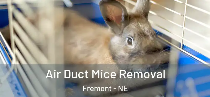 Air Duct Mice Removal Fremont - NE